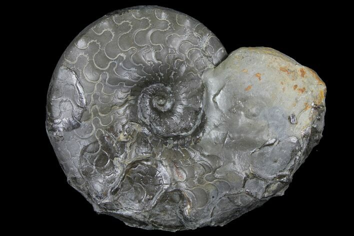 Unusual, Triassic Ammonite (Ceratites) Fossil - Germany #94064